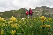 68 Genziana punteggiata con Zerna e Masoni da sfondo